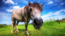 Sædstrengsforhærdelse Heste sygdomme