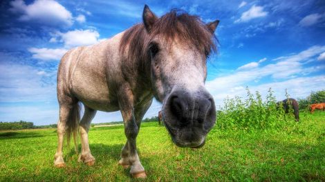 Sædstrengsforhærdelse Heste sygdomme