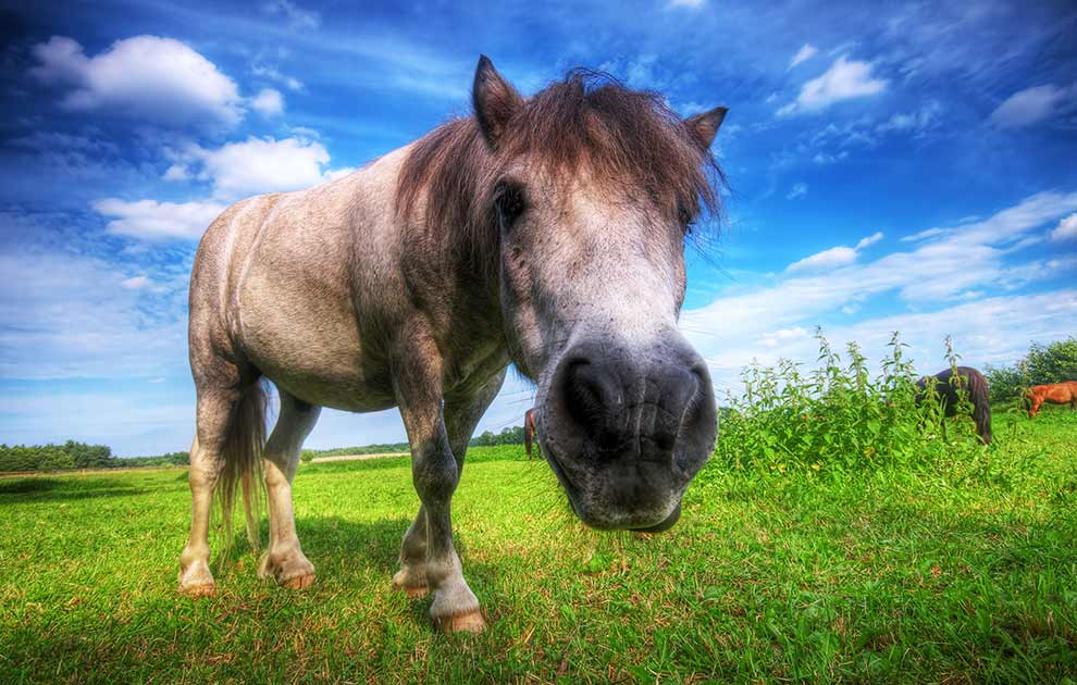 Sædstrengsforhærdelse Heste sygdomme