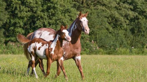 Engbrystighed Heste sygdomme