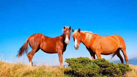 Mundhulebetændelse Heste sygdomme