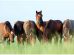 Hovvægsforrådnelse Heste sygdomme