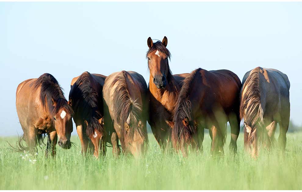 Hovvægsforrådnelse Heste sygdomme