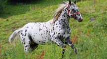 Måneblindhed Heste sygdomme