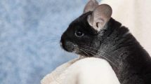 Burindretning Gnavere Chinchilla