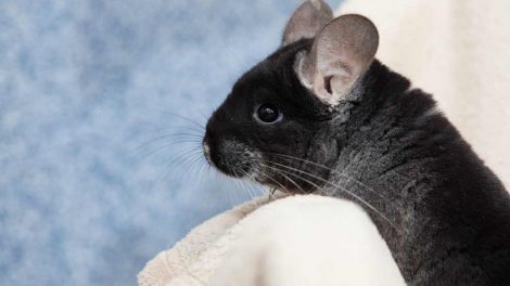 Burindretning Gnavere Chinchilla