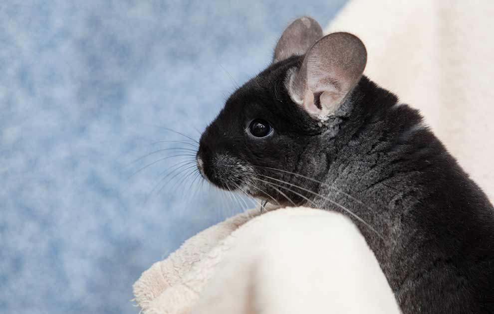 Burindretning, Dyrlægevagten