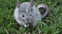 Kønsbestemmelse Gnavere Chinchilla