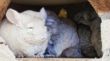 Kastration Gnavere Chinchilla