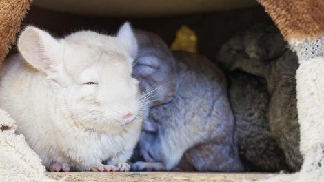 Kastration Gnavere Chinchilla