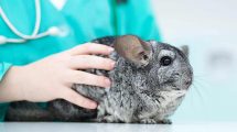Tandfejl Gnavere Chinchilla