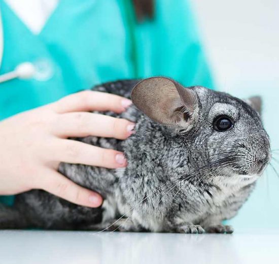 Tandfejl Gnavere Chinchilla