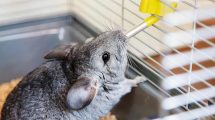 Abort Gnavere Chinchilla