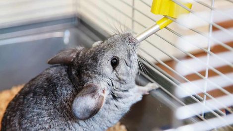 Abort Gnavere Chinchilla