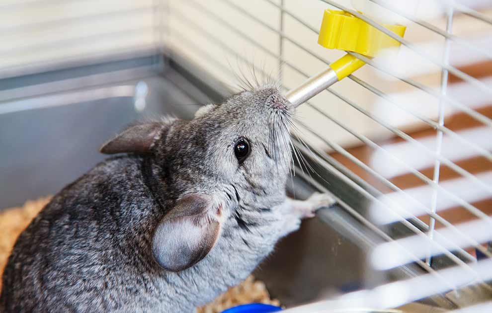 Abort, Dyrlægevagten