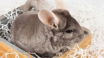 Fødsel Gnavere Chinchilla
