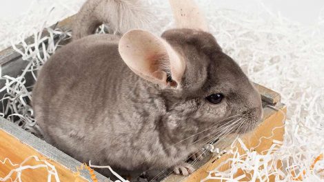 Fødsel Gnavere Chinchilla