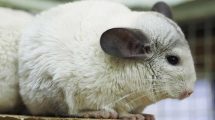 Fødselshindring Gnavere Chinchilla