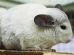 Fødselshindring Gnavere Chinchilla