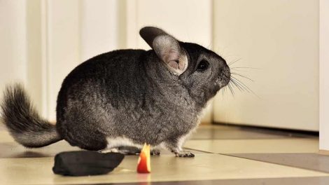 Diarré Gnavere Chinchilla