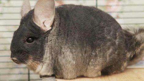 Endetarmsfremfald Gnavere Chinchilla