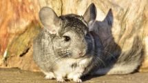 Kannibalisme Gnavere Chinchilla