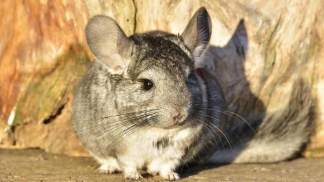 Kannibalisme Gnavere Chinchilla