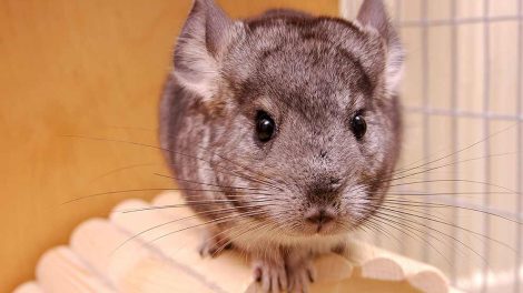 Livmoderbetændelse Gnavere Chinchilla