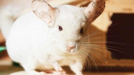 Moderløse unger Gnavere Chinchilla