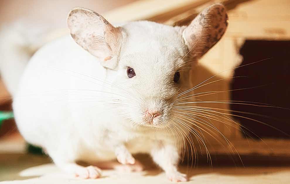 Moderløse unger, Dyrlægevagten