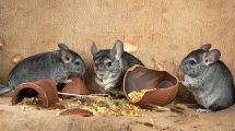 Mundhulelidelse Gnavere Chinchilla