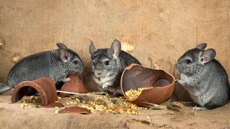 Mundhulelidelse Gnavere Chinchilla