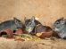 Mundhulelidelse Gnavere Chinchilla