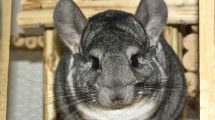 Mælkekirtel-betændelse Gnavere Chinchilla