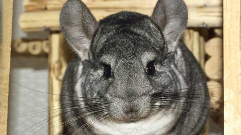 Mælkekirtel-betændelse Gnavere Chinchilla