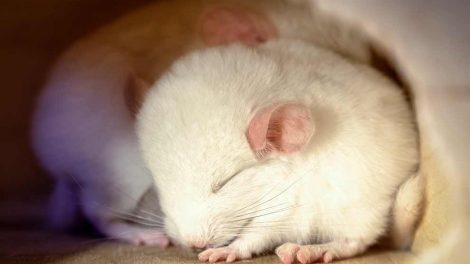 Mælkemangel Gnavere Chinchilla