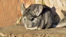 Parasitter i tarmkanalen Gnavere Chinchilla