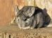 Parasitter i tarmkanalen Gnavere Chinchilla