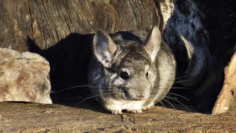 Ringorm Gnavere Chinchilla