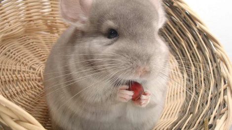 Trommesyge Gnavere Chinchilla