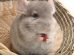 Trommesyge Gnavere Chinchilla