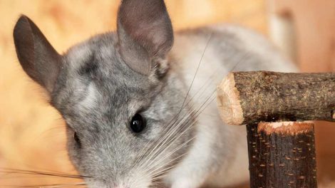 Urinvejslidelser Gnavere Chinchilla