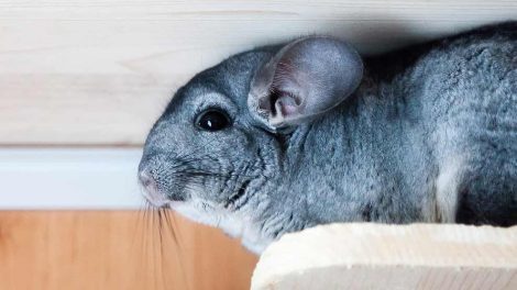 Rengøring og desinfektion Gnavere Chinchilla