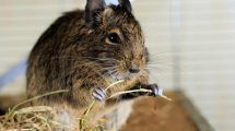 Hudlidelser Gnavere Chinchilla