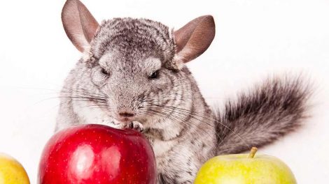 ABC i rigtig pleje Gnavere Chinchilla