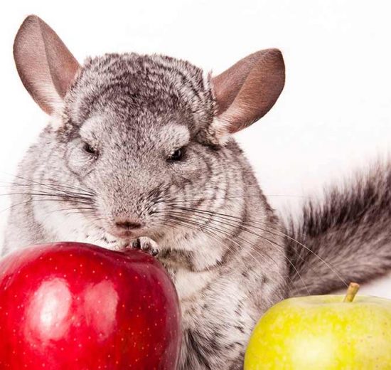 ABC i rigtig pleje Gnavere Chinchilla