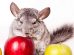 ABC i rigtig pleje Gnavere Chinchilla