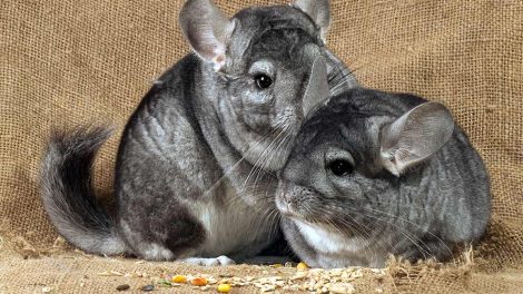 Parring Gnavere Chinchilla
