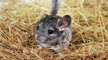 Hårboller Gnavere Chinchilla