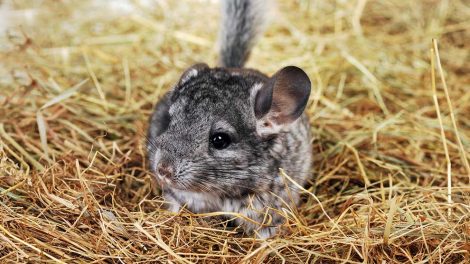 Hårboller Gnavere Chinchilla